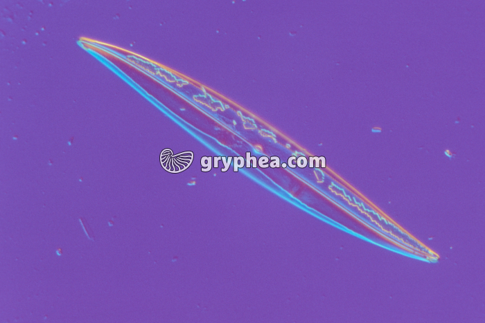 Diatomée Pleurosigma angulatum x160 - gryphea.com